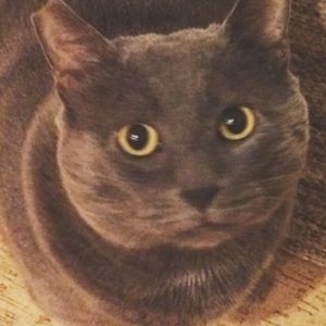 Meet your Posher, Ollie